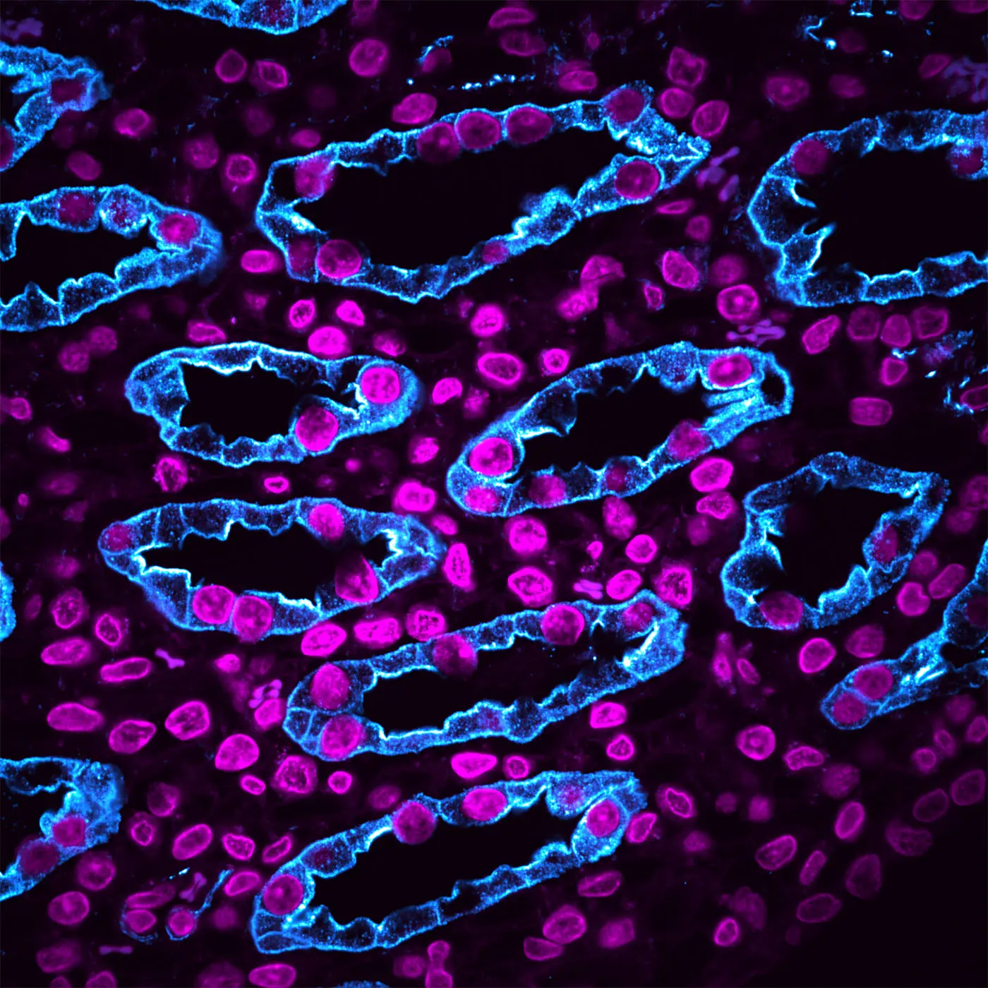 Confocal-core banner billede